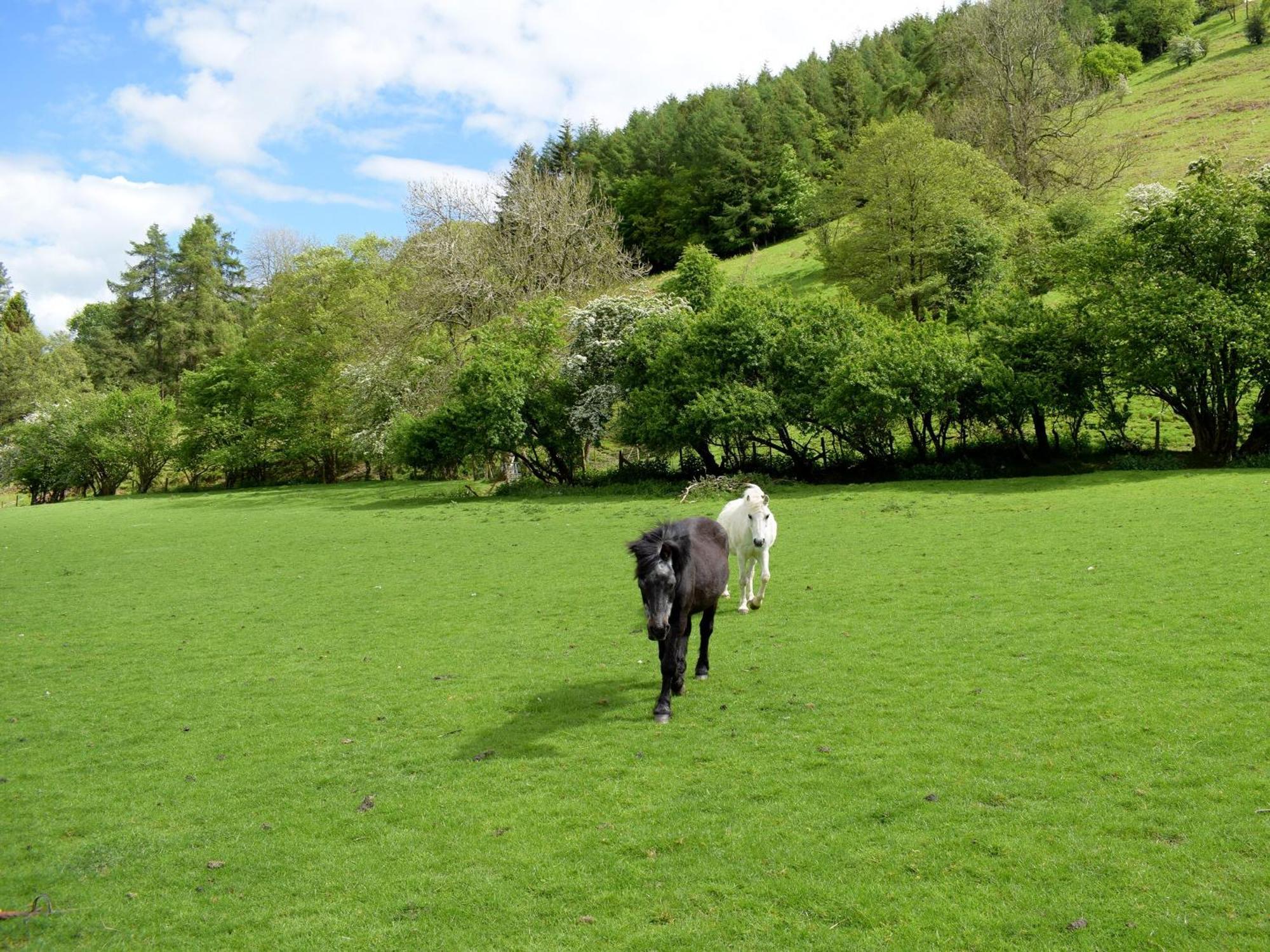 Lower Goytre Farmhouse Llanfair Waterdine Luaran gambar